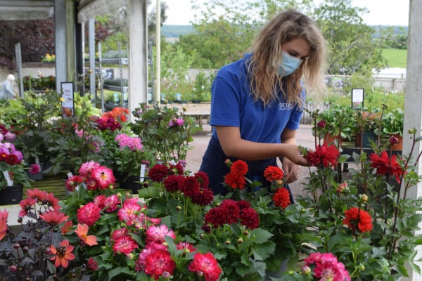 Otters Garden Centre Plants