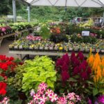 Trowell Garden Centre Garden Plants