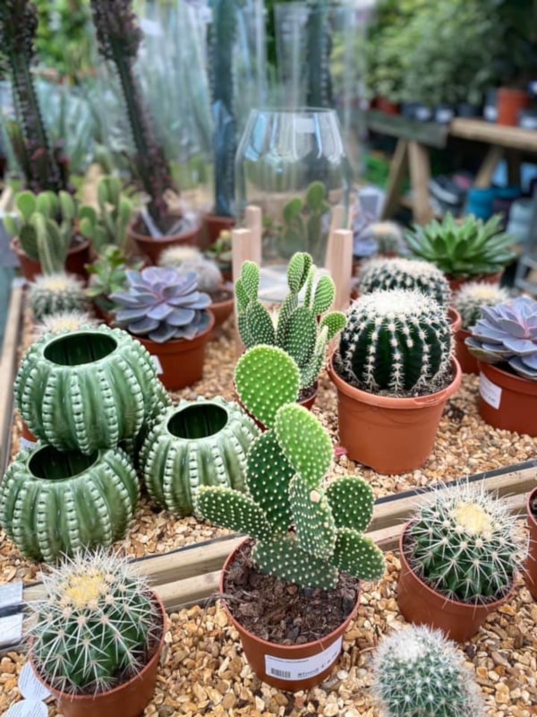 Trowell Garden Centre Garden Cacti