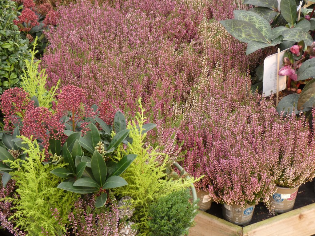 Jackson's Nurseries